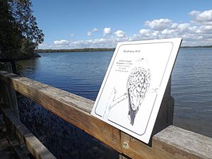 Osprey House boardwalk Griffin, Queensland