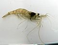 PalaemonetesVariansCommonDitchShrimp3