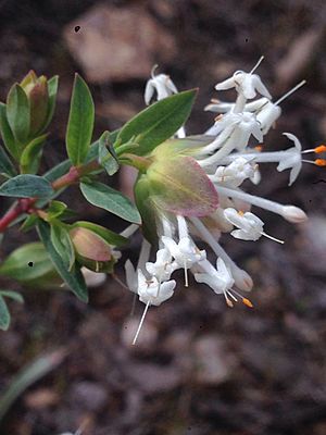 Pimelea linifolia detail.jpg