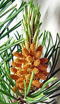 Pine cones, immature male