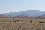 Pronghorn - Magdelena Background