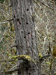 Pseudotsuga menziesii 01221