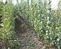 Quince nursery (seedlings was grafted)