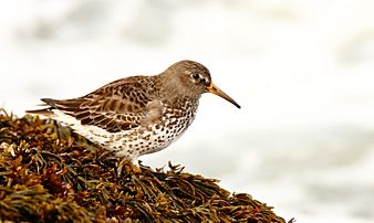 RockSandpiper-18FEB2017