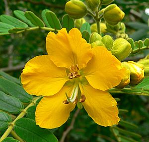 Senna multiglandulosa 5