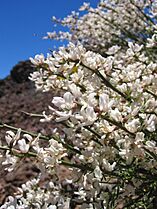 Spartocytisus supranubius