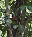 Syngonium podophyllum Xunantunich