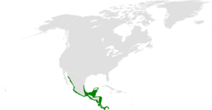 Tachycineta albilinea distribution map.png