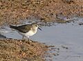 Temminck's Stint AMSM6404 TSTI