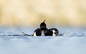 Tufted duck flaps its wings in Nagadaha lake, Nepal - (Drinking games)