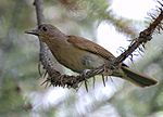 Turdus leucomelas.jpg