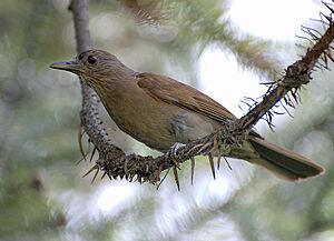 Turdus leucomelas.jpg