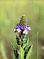 Verbena stricta NPS-001