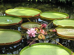 Victoria amazonica, 2015-08-08, Phipps Conservatory, 08