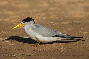 Yellow-billed tern Sternula superciliaris.jpg