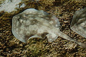 Yellow stingray mote marine