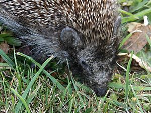 Young hedgehog 02