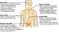 1205 Somatic Autonomic Enteric StructuresN