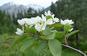 Amelanchier alnifolia var. semiintegrifolia 4.jpg