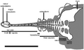 Ankylosaurus tail terminology