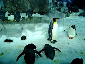 Antarctic Encounter