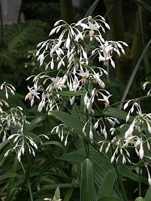 Arthropodium cirrhatum.jpg