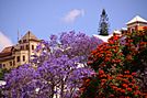 Beautiful jacaranda Antananarivo Madagascar.jpg