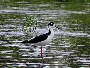 Black-necked Stilt - Myakka River State Park