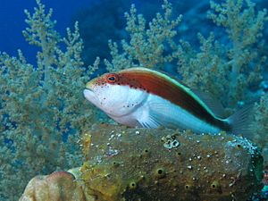 Blackside hawkfish at Big Gota