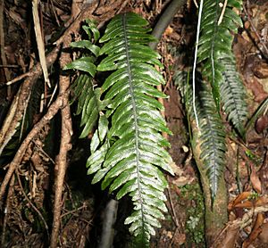 Blechnum chambersii 11.JPG