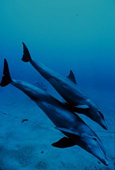 Bottlenose dolphin mother and juvenile