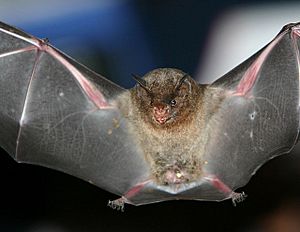 The image depicts the silky short-tailed bat in mid-flight, with its wings outstretched.