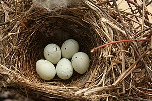 Carpodacus mexicanus eggs