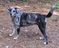 Ch-Catahoula 002