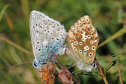 Chalkhill blue butterflies (Polyommatus coridon) mating 1