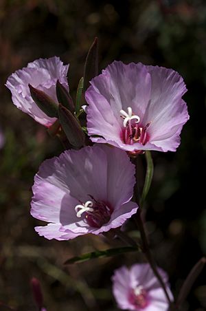 Clarkia rubicunda San Francisco.jpg