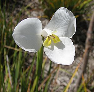 Diplarrena moraea.jpg