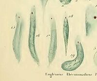 Dujardin euglena