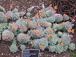 Echeveria derenbergii - JBM.jpg