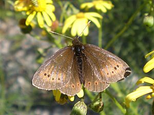 Erebia epiphron anvers.jpg