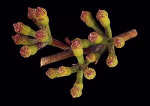 Eucalyptus apiculata buds