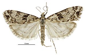 Eudonia locularis male.jpg