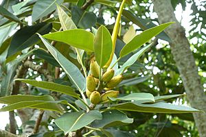 Ficus pleurocarpa.jpg