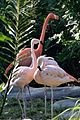 Flamingos at the Brevard Zoo