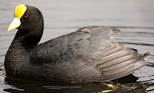 Fulica leucoptera GALLARETA CHICA.jpg