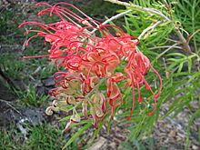 Grevillea 'Ned Kelly'