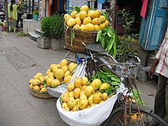 Guntur Mango