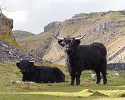 Highland cattle above Malham Cove