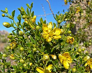 Larrea tridentata 1.jpg