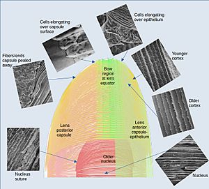 Lens3Dmap-SEM4